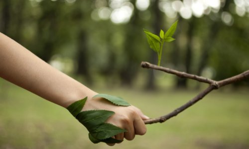 Environment concept. Handshake between human hand and tree.