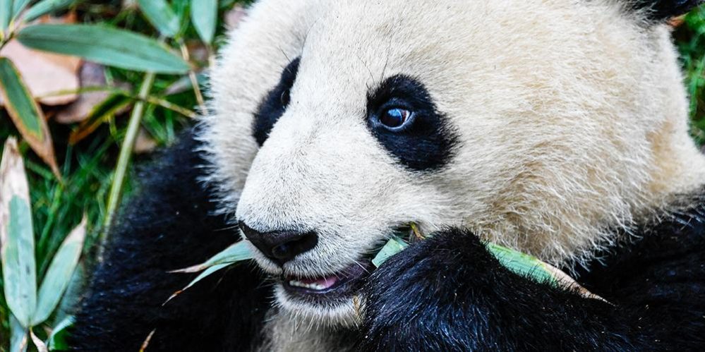 undp_pandas