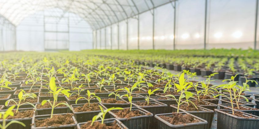 Young plants growing in a greenhouse