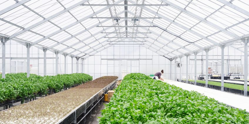 Greenhouse Farming Organic vegetable agriculture engineer techno