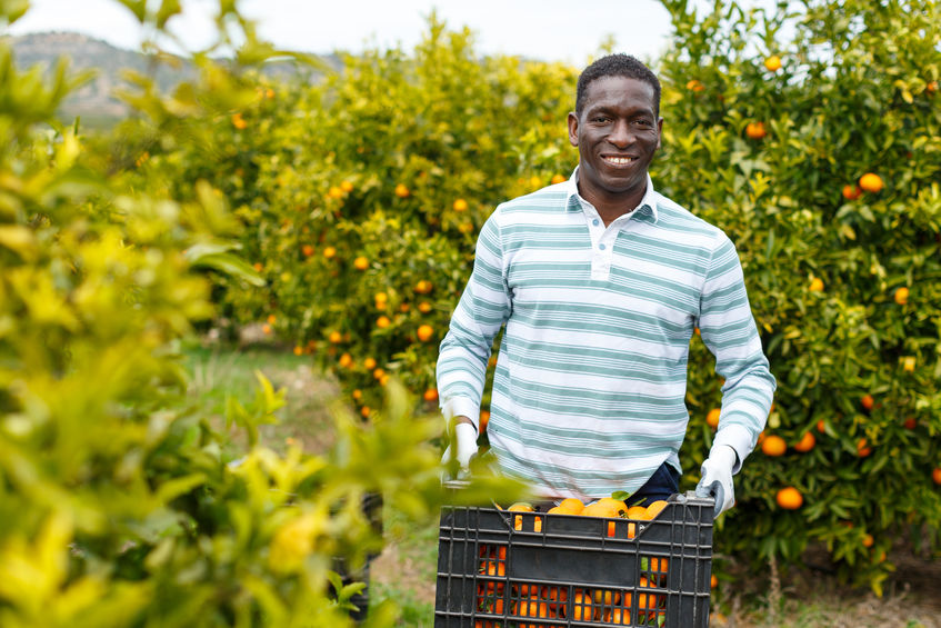 African-American farmer with box of mandarins