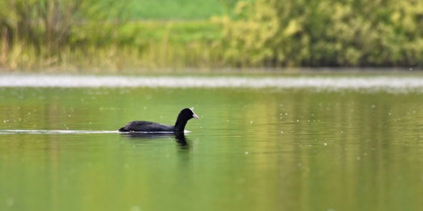 A beautiful black wild duck floating on the surface of a pond (Fulica atra, Fulica previous)