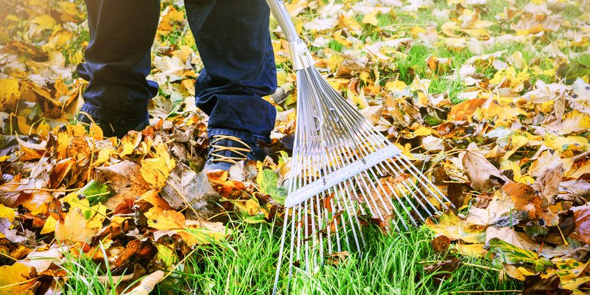 Gardener raking fall leaves in garden