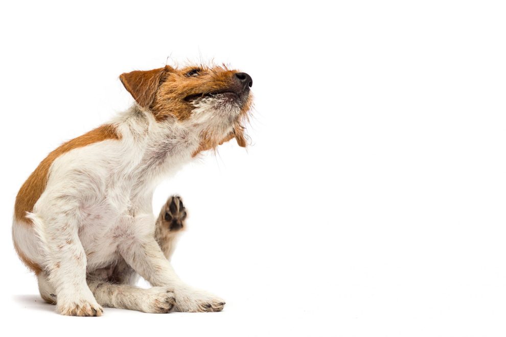 Dog,Scratching,Paw,From,Allergies,And,Fleas,On,A,White